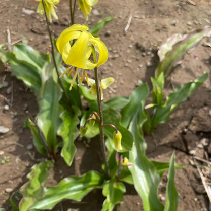 Erythronium californicum &