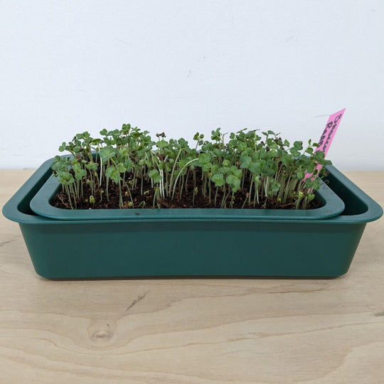 Organic Microgreens: Broccoli Raab