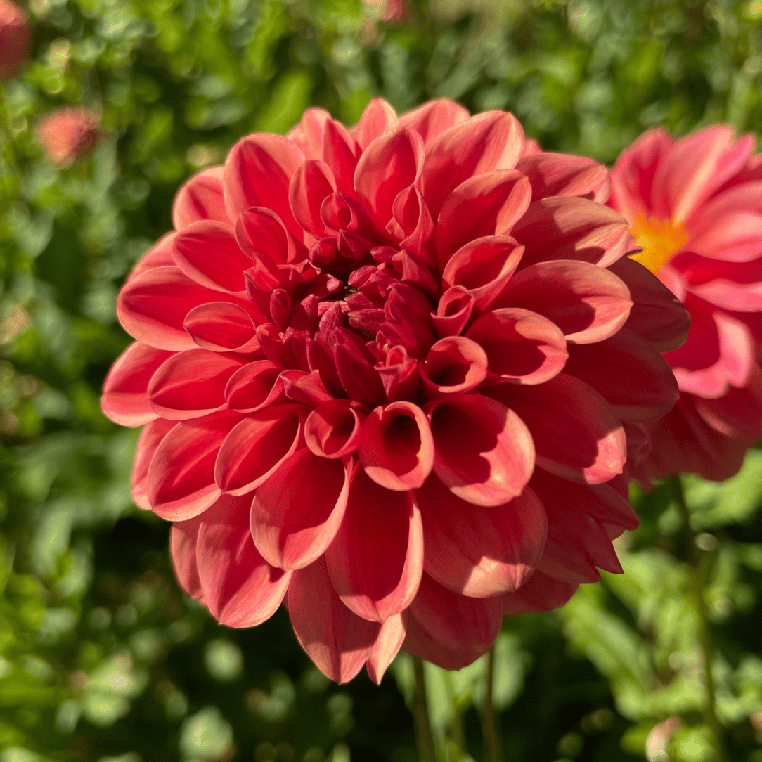 Ice Tea Dahlia Tuber