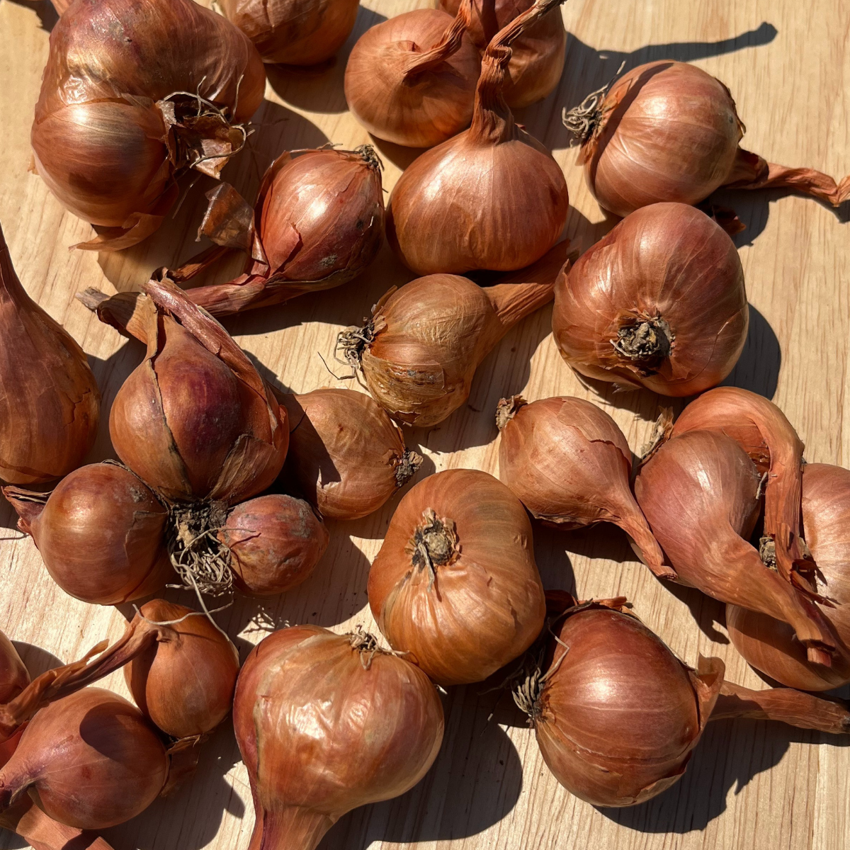 Dutch Red Shallot