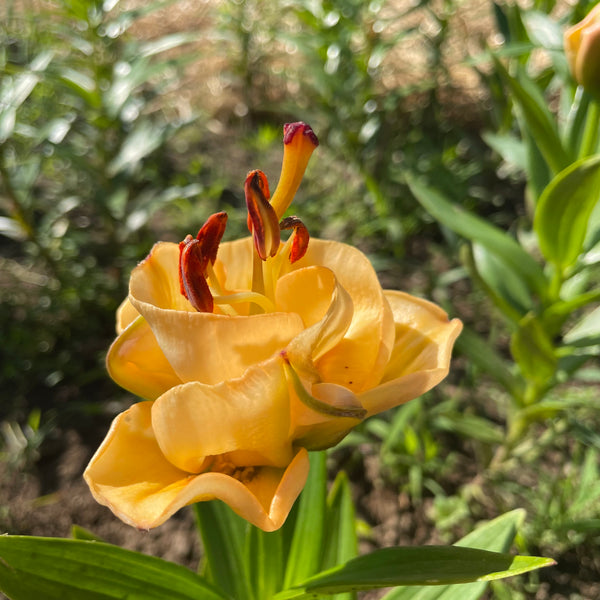 Asiatic Lily 'Apricot Fudge'