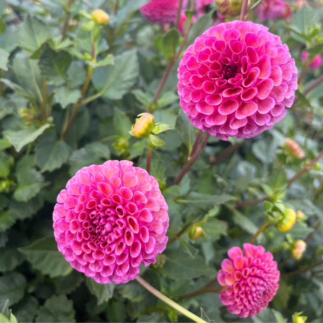 Koko Puff Dahlia Tuber