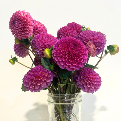 Koko Puff Dahlia Tuber