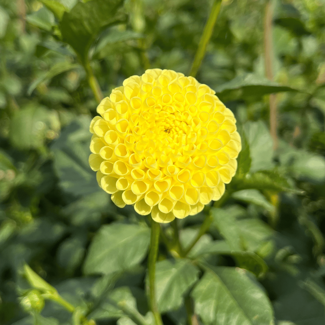 Little Scottie Dahlia Tuber