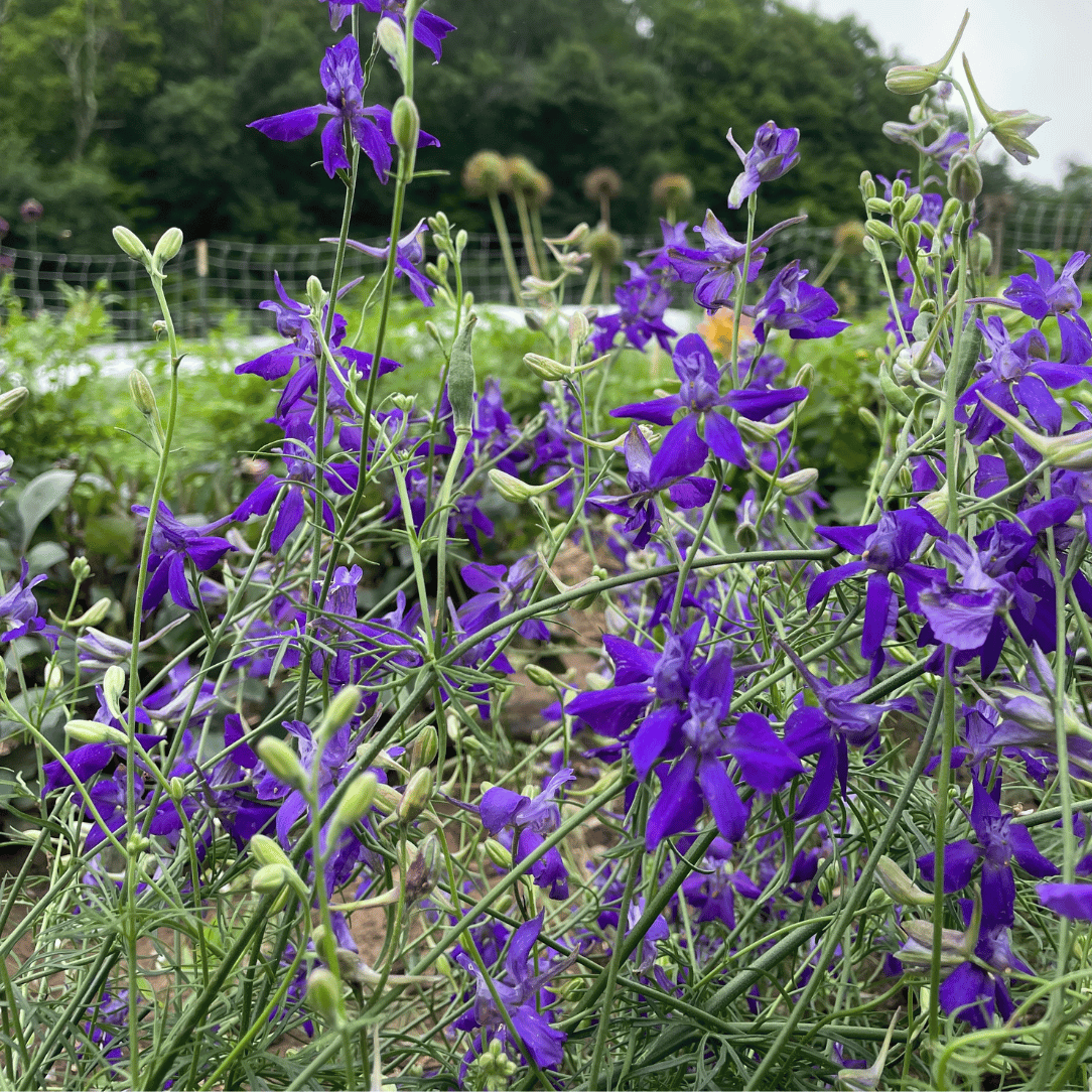 Rocket Larkspur Mix