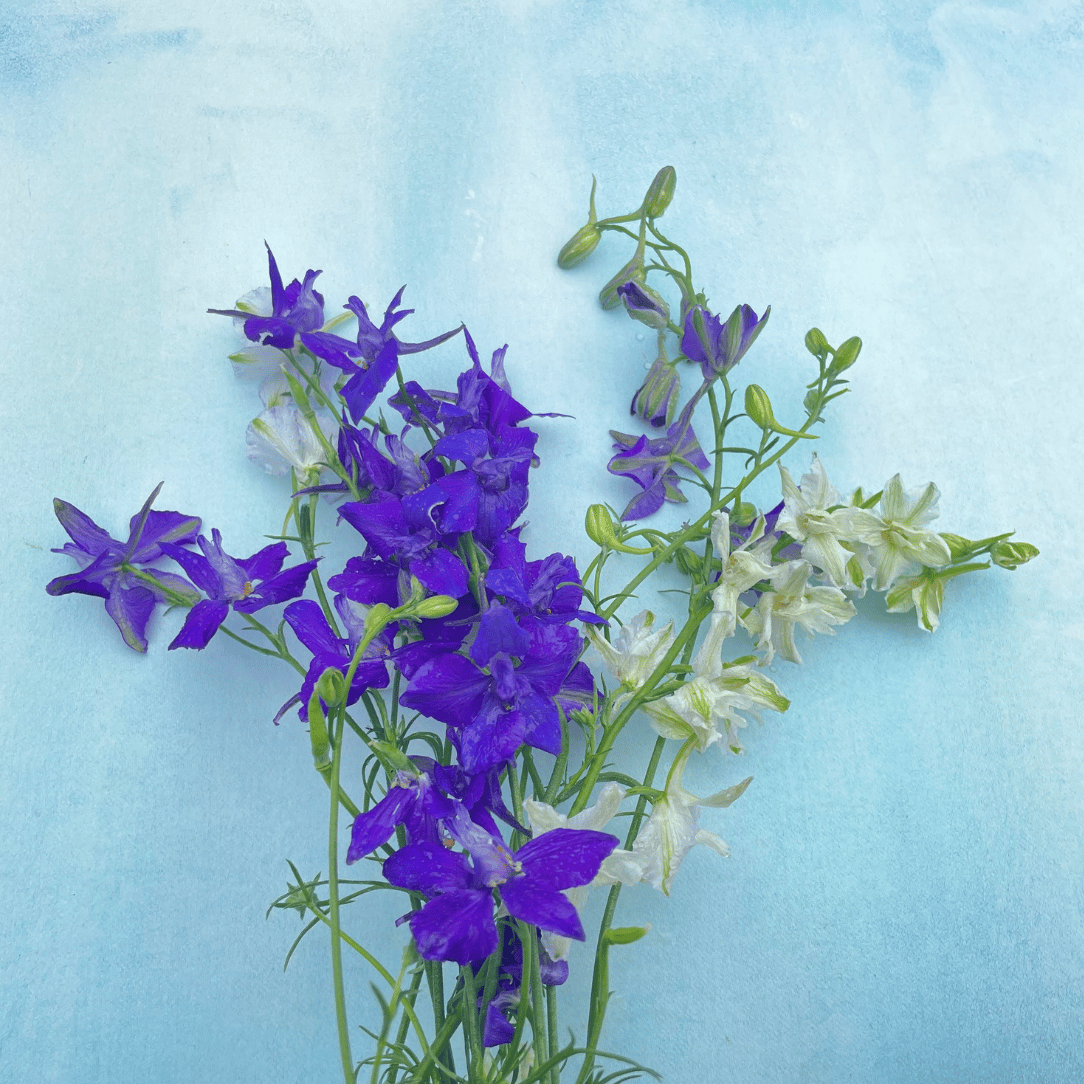 Rocket Larkspur Mix