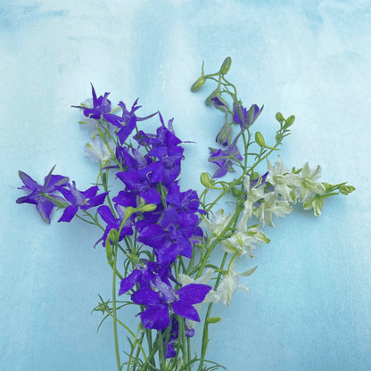 Rocket Larkspur Mix