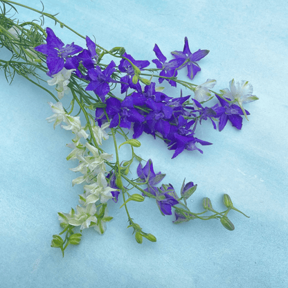 Rocket Larkspur Mix