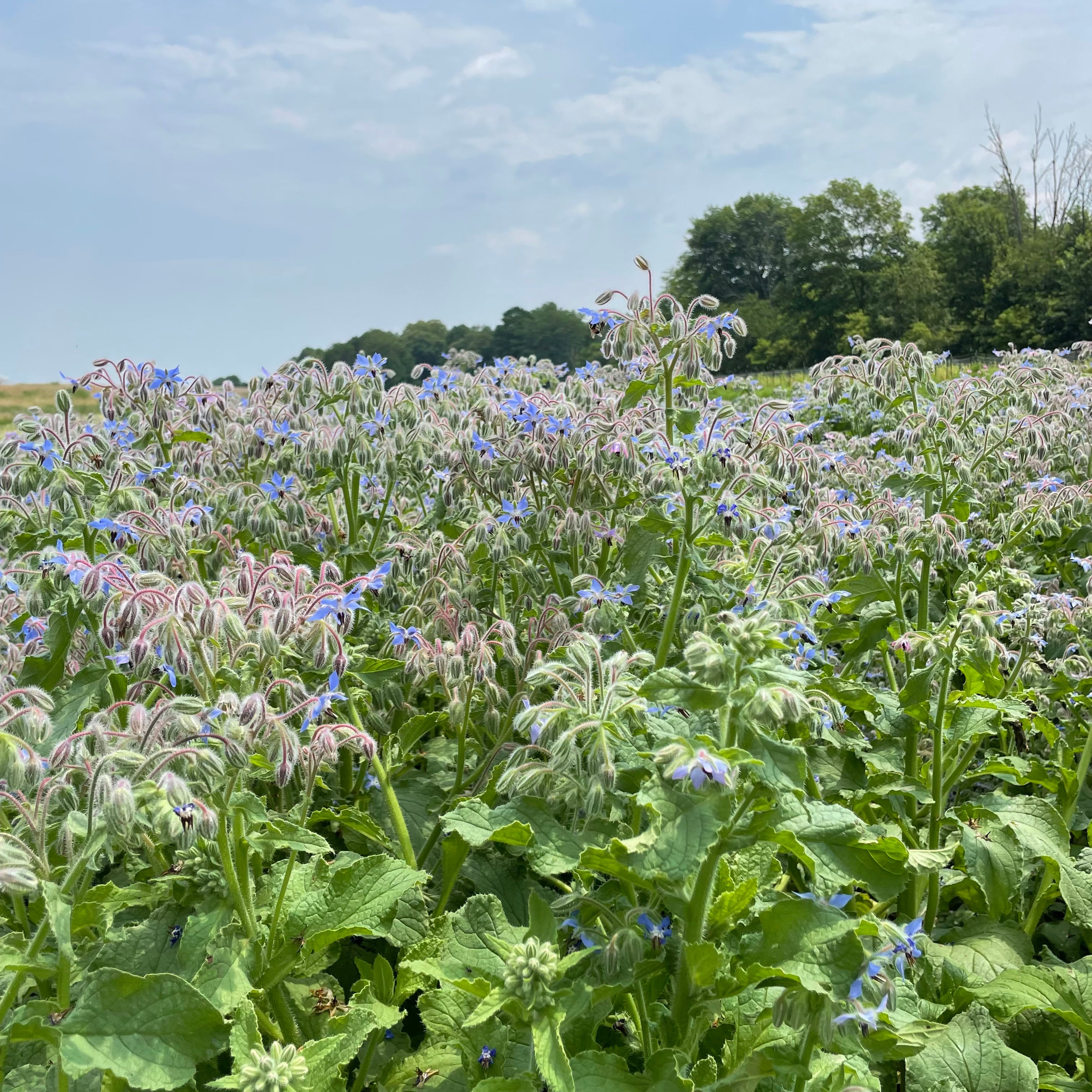 Borage