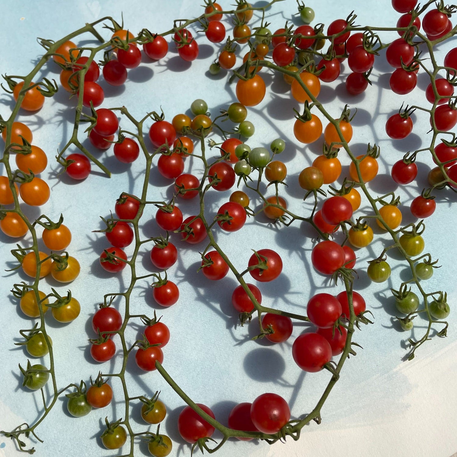 Sweet Pea Currant Tomato Seedlings