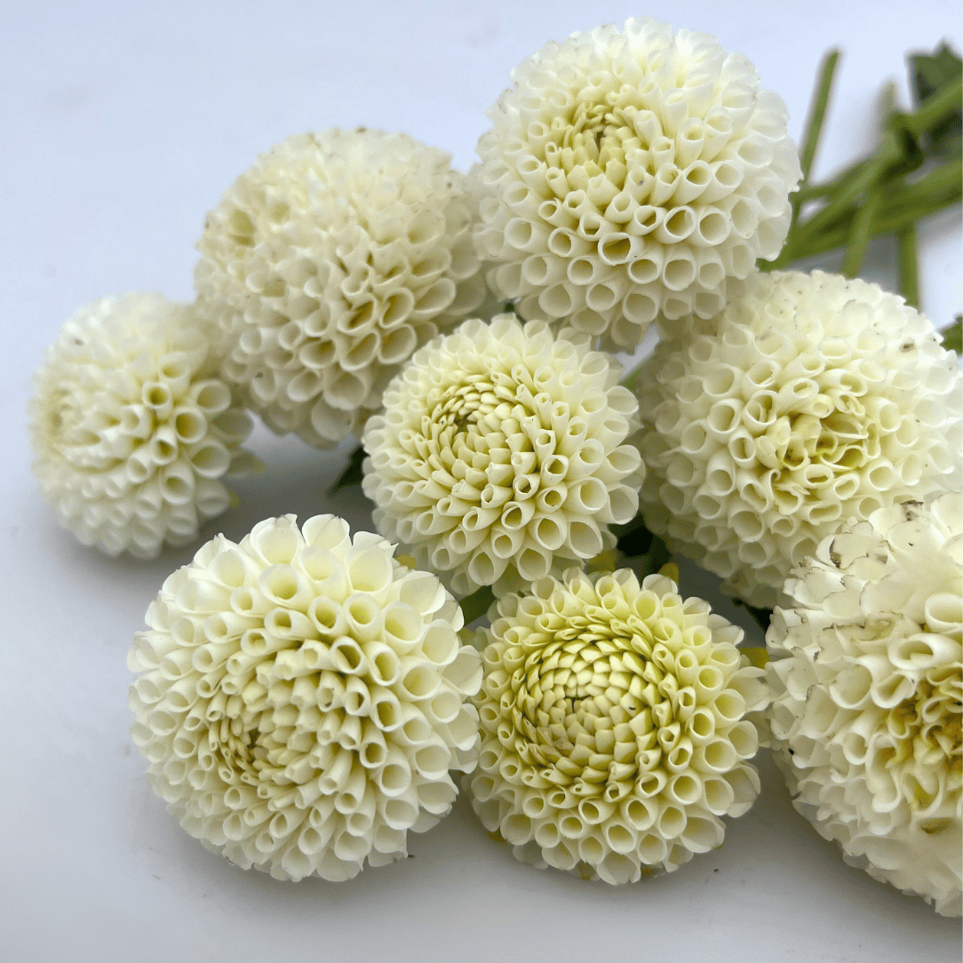 Tiny Treasure Dahlia Tuber