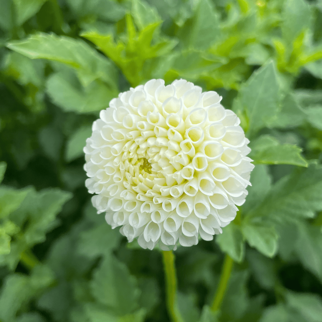 Tiny Treasure Dahlia Tuber