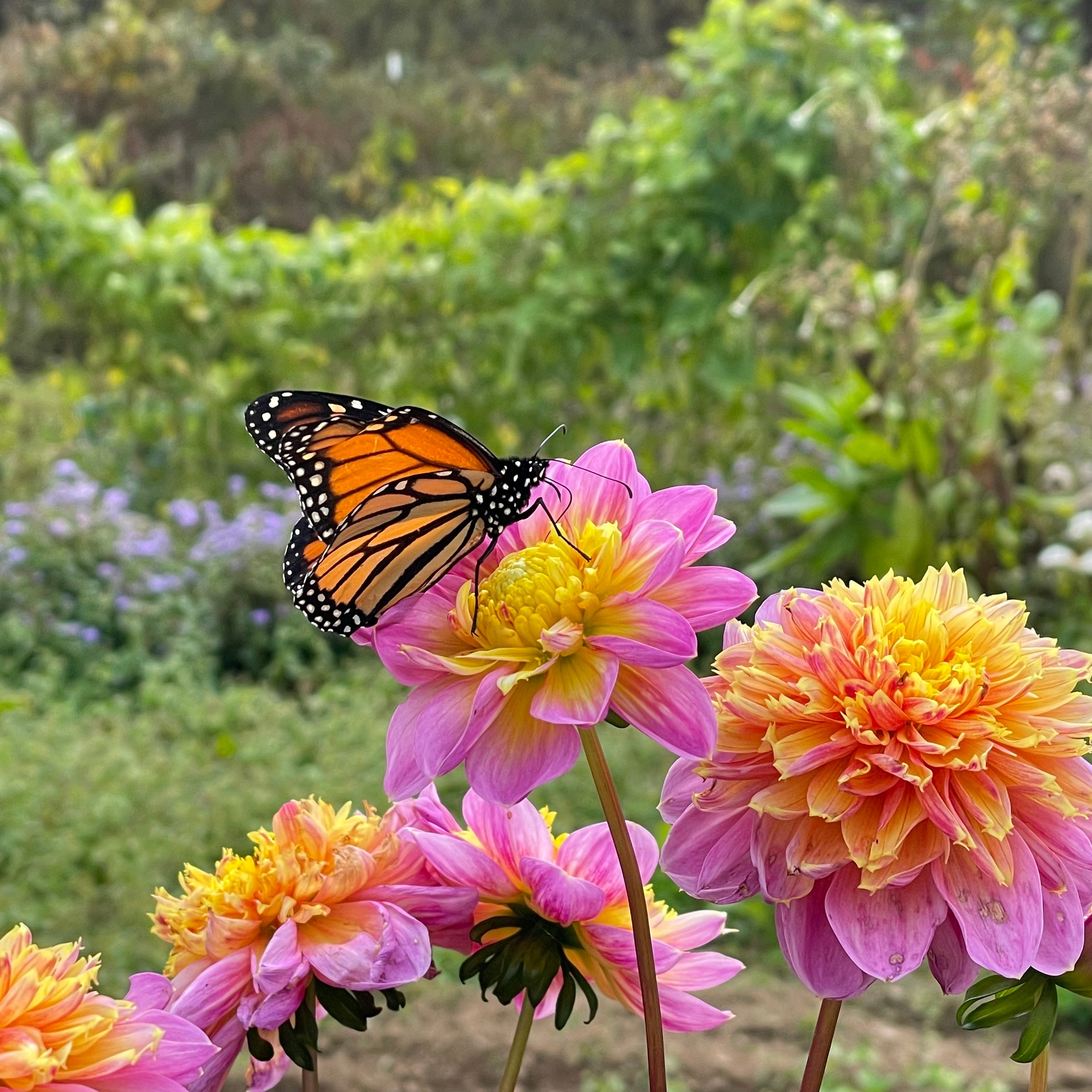 Lifestyle Dahlia Tuber