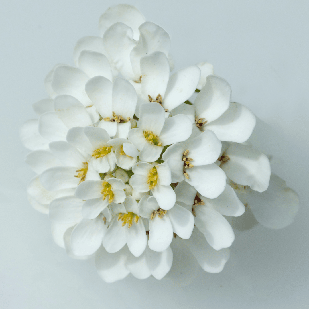 Candytuft - Iberis