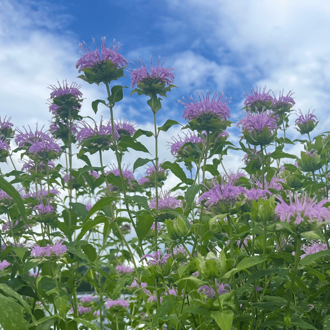 Wild Bergamot - PollinateHV Local Ecotype