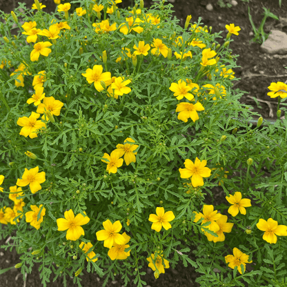 Lemon Gem Marigold