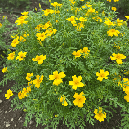 Lemon Gem Marigold