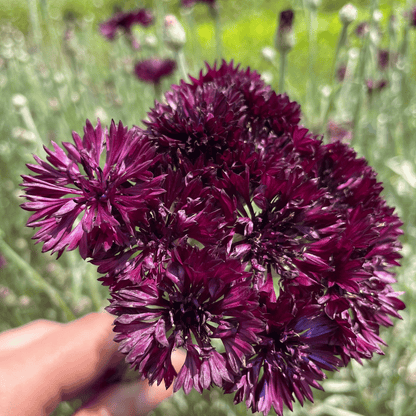 Black Button Centaurea