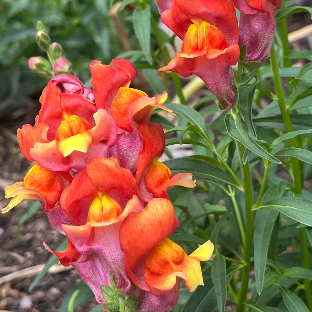 Rembrandt Snapdragon