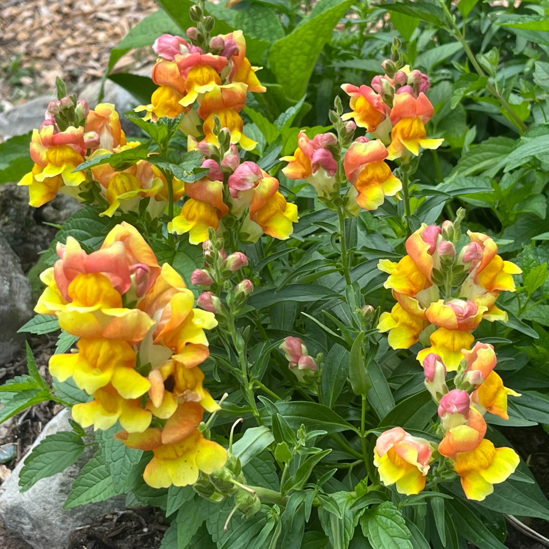 Rembrandt Snapdragon