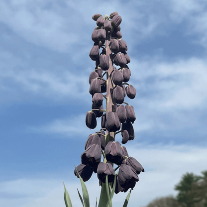 Fritillaria persica