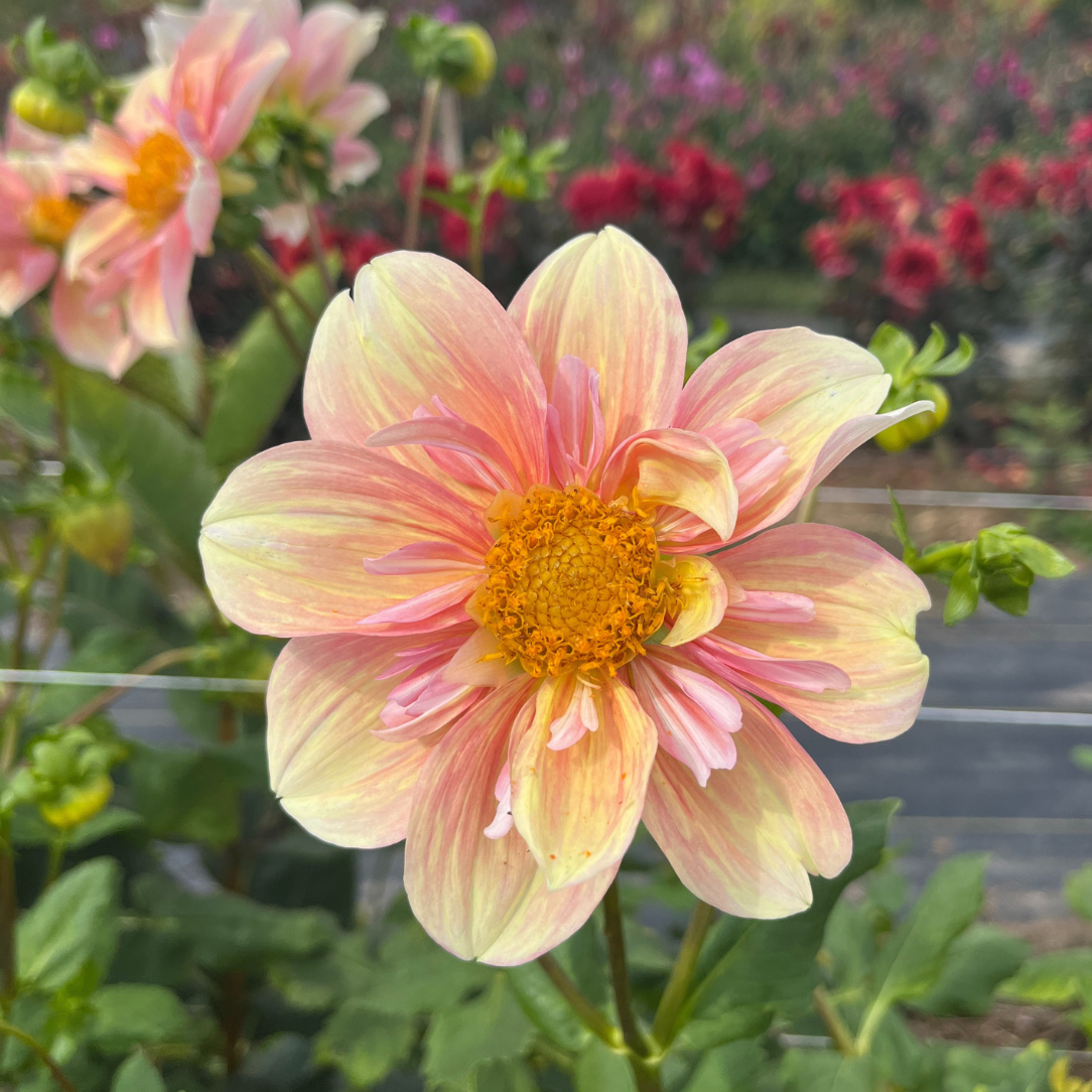Apple Blossom Dahlia Tuber