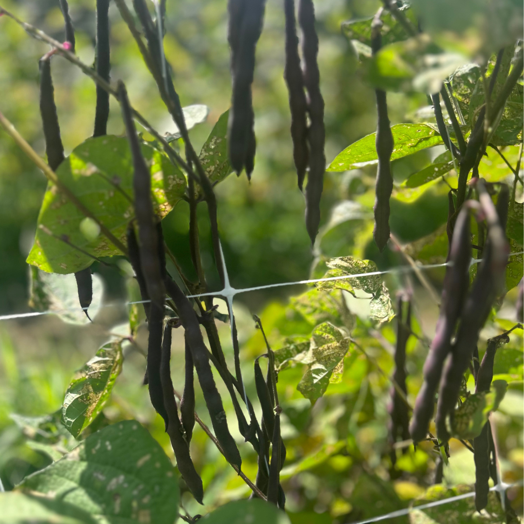 Al Wadi Purple Pole Bean