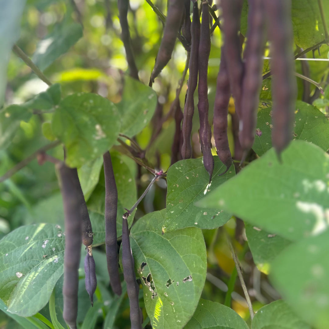 Al Wadi Purple Pole Bean