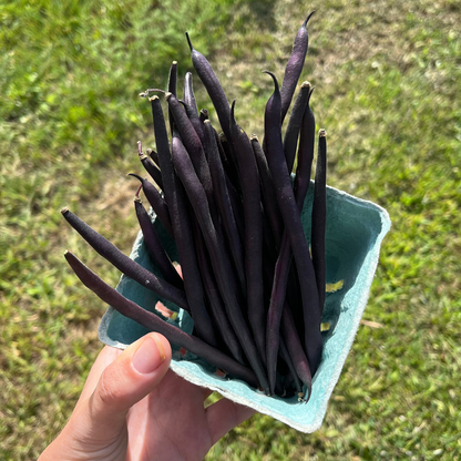 Al Wadi Purple Pole Bean