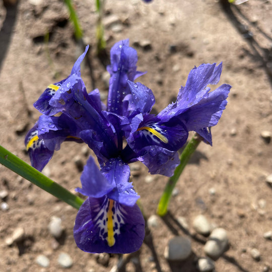 Rock Iris reticulata 