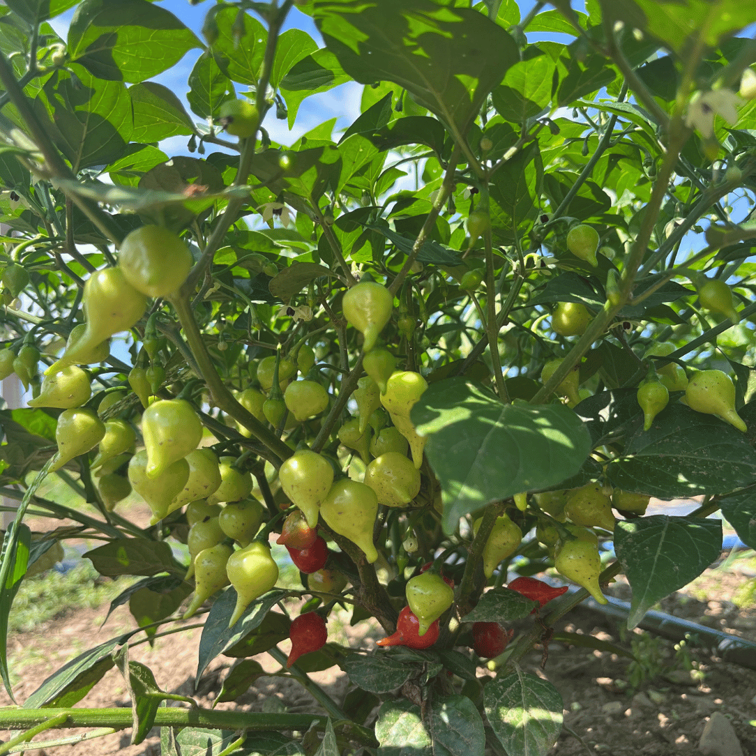 Biquinho Pepper