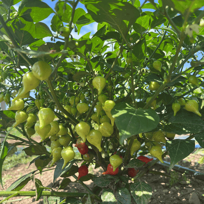 Biquinho Pepper