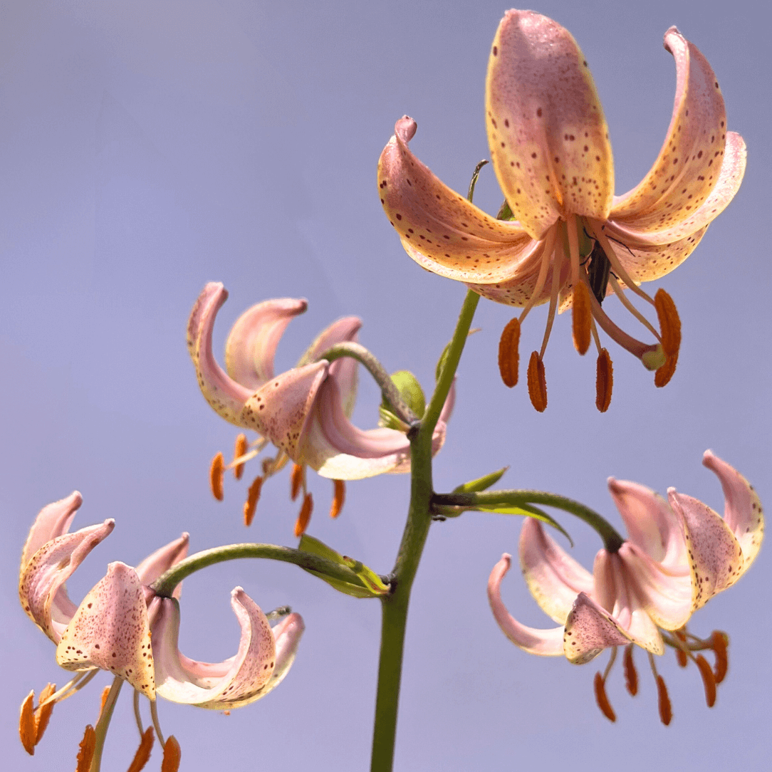 Lily martagon &