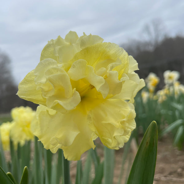 Narcissus 'Sunnyside Up'