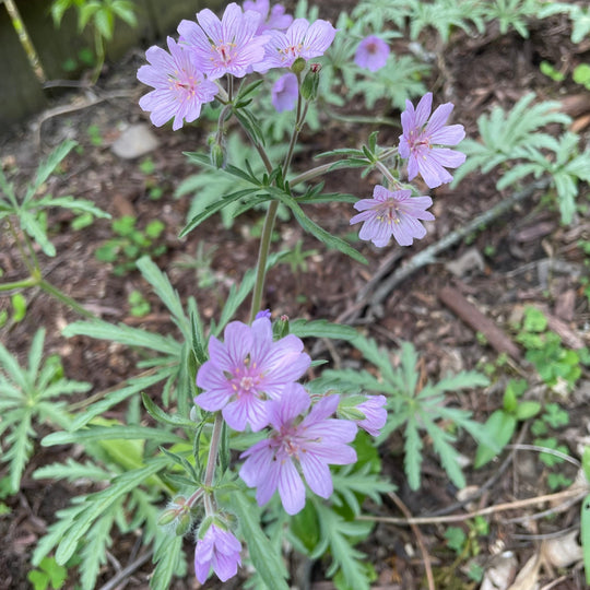 Geranium tuberosum