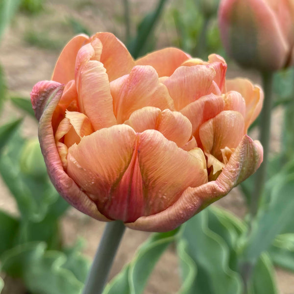 Tulip 'La Belle Epoque'