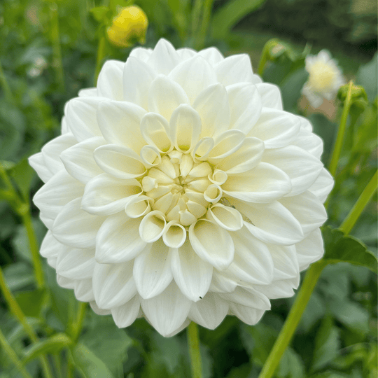 Blizzard Dahlia Tuber vendor-unknown