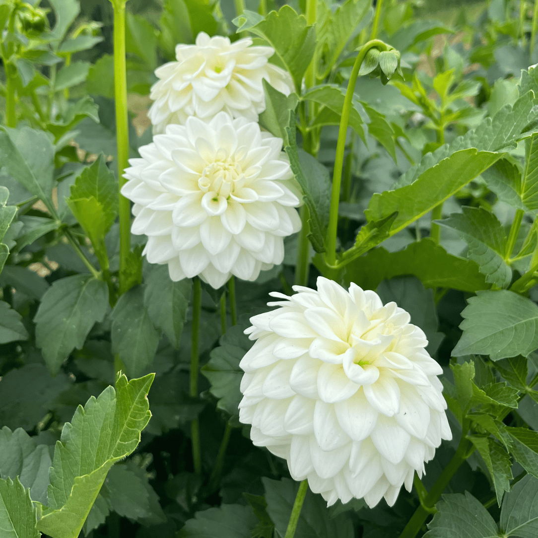 Blizzard Dahlia Tuber