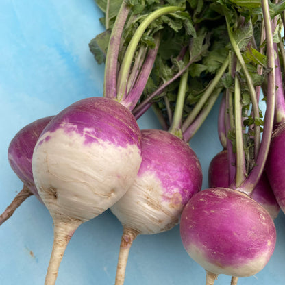 Purple Top White Globe Turnip