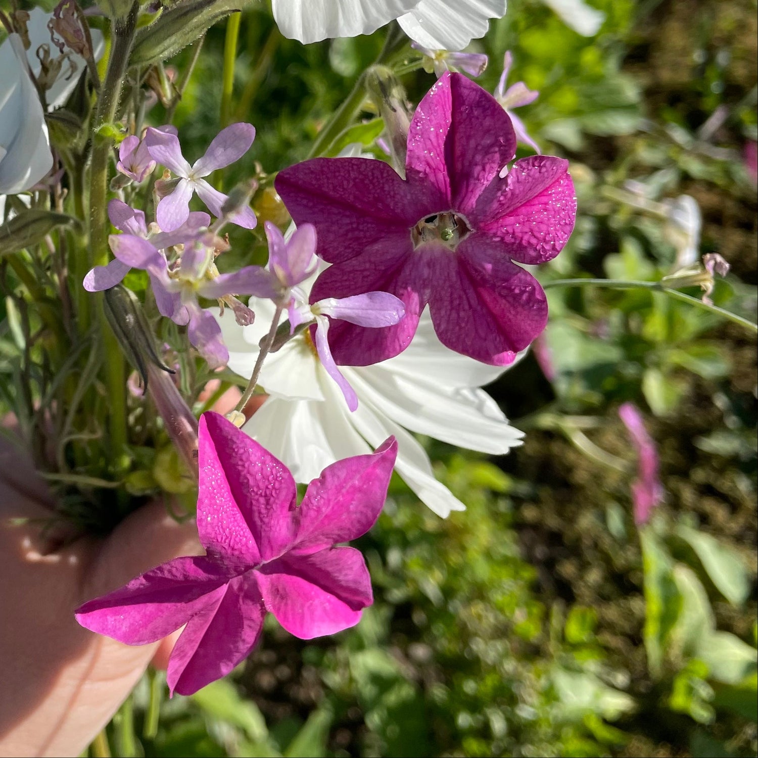 Sensation Mix Nicotiana