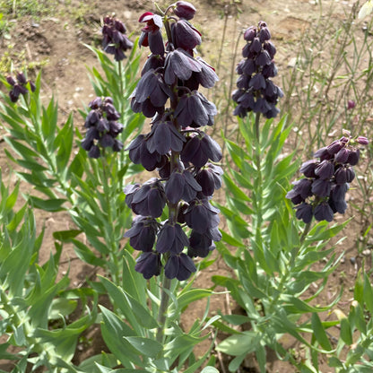 Fritillaria persica