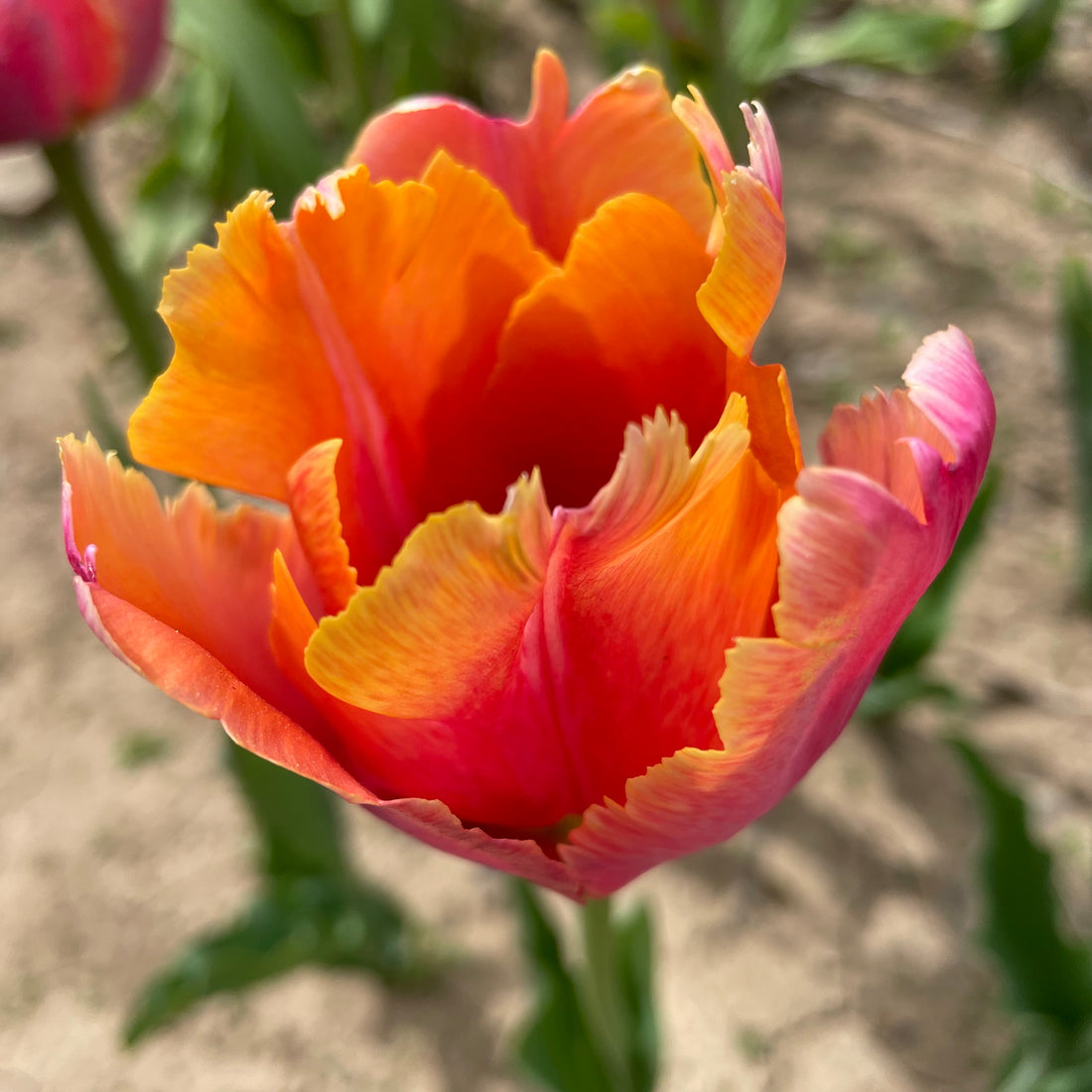 Tulip &