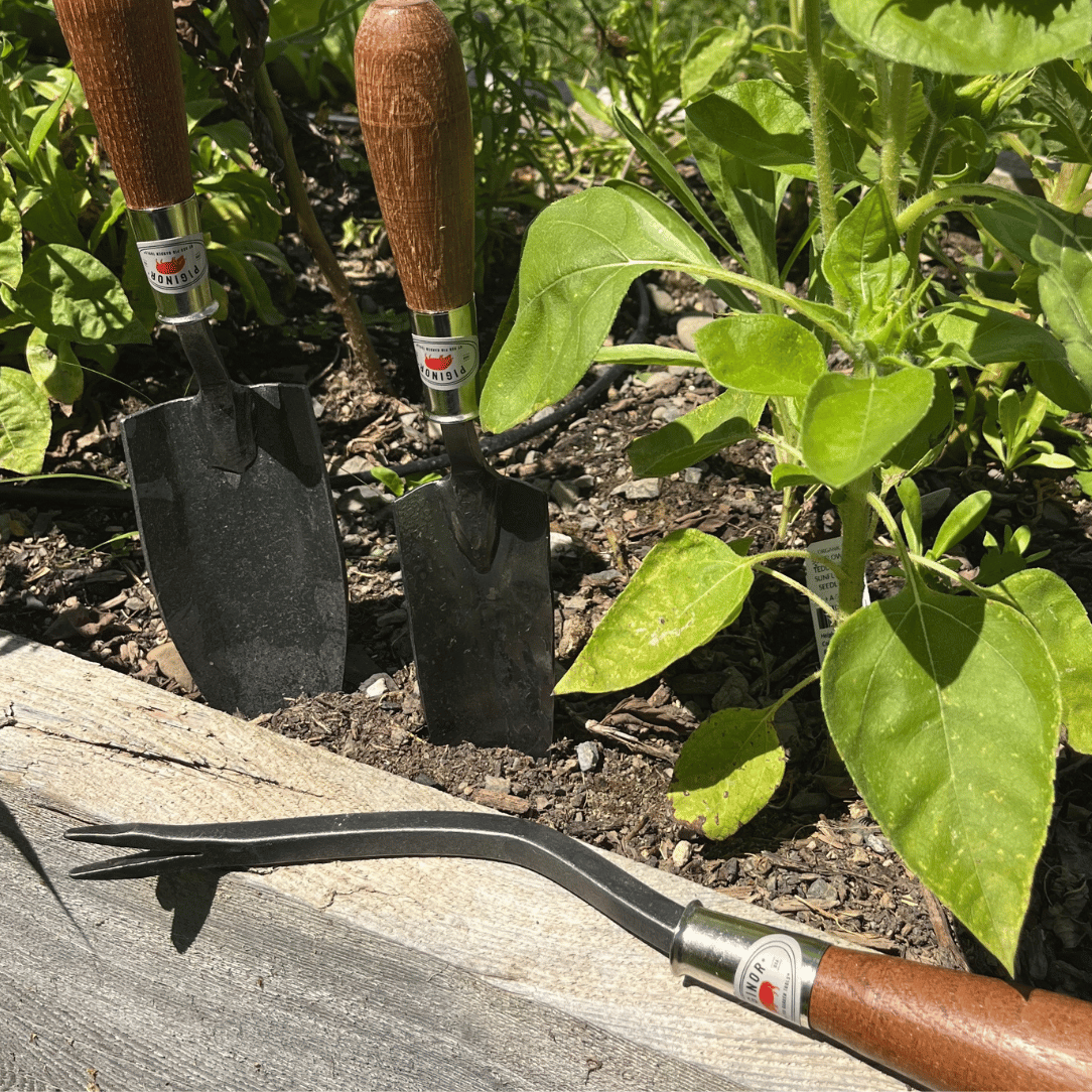 Piginor Dandelion Weeder