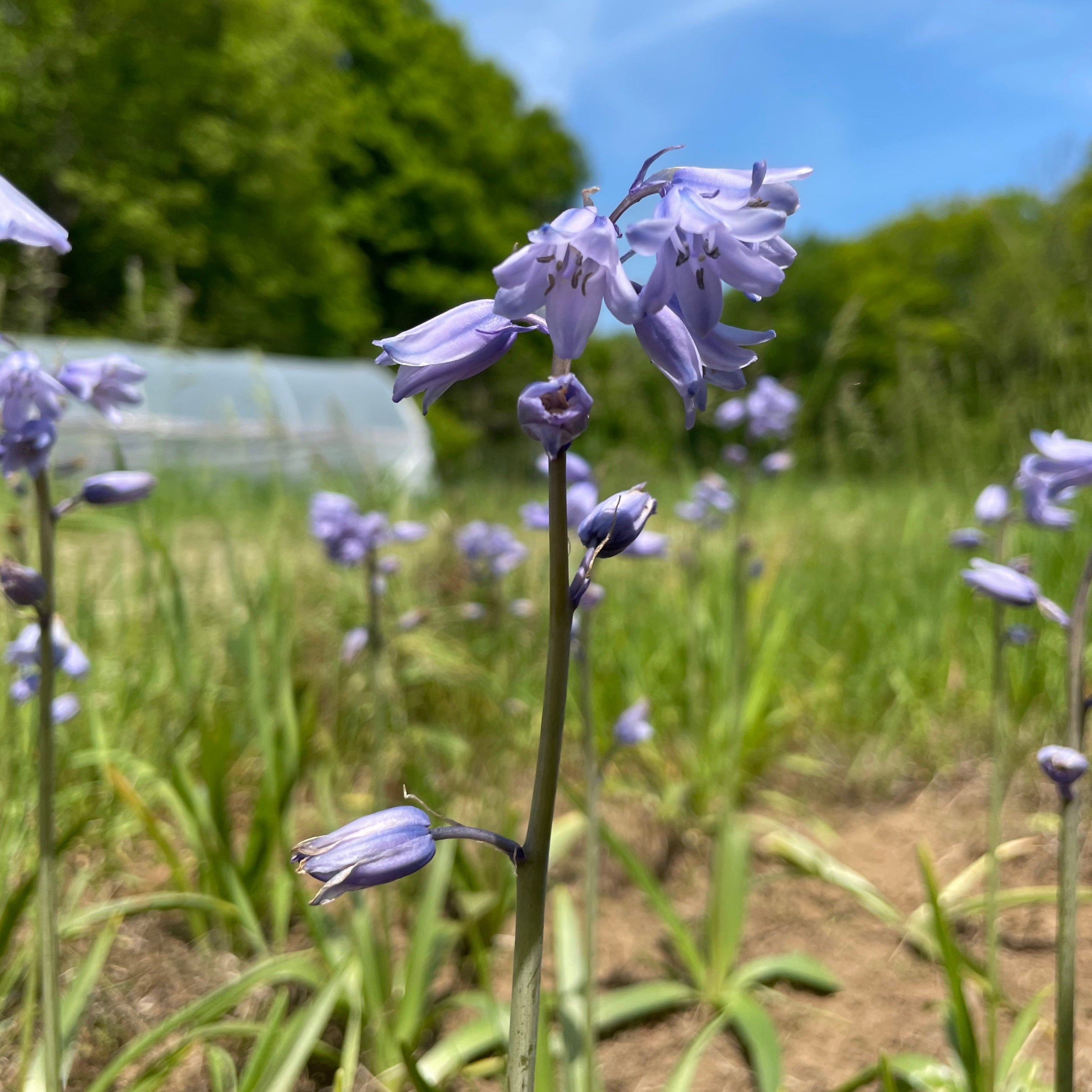 Hyacinthoides hispanica &