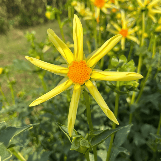 Honka Dahlia Tuber