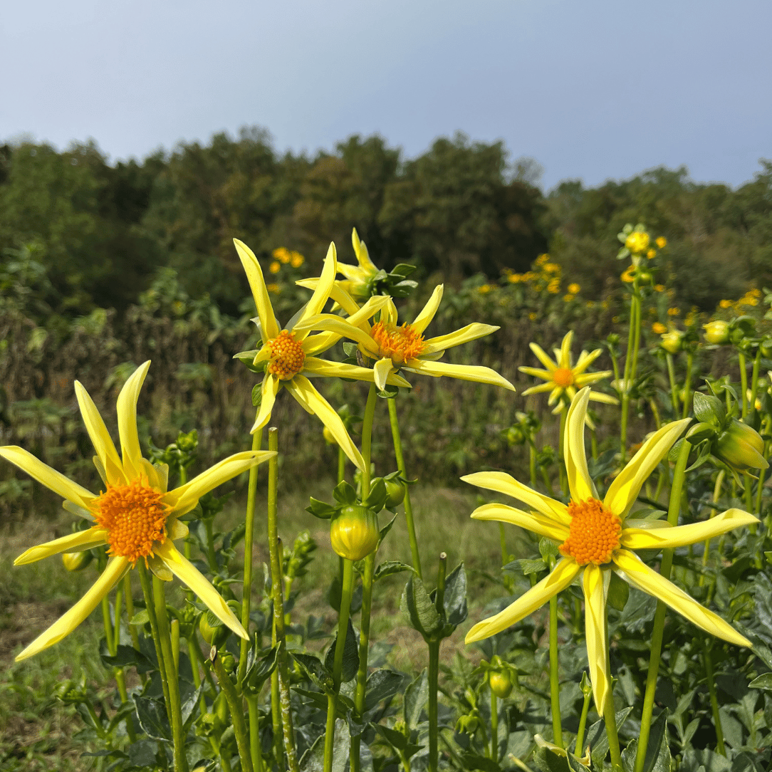 Honka Dahlia Tuber