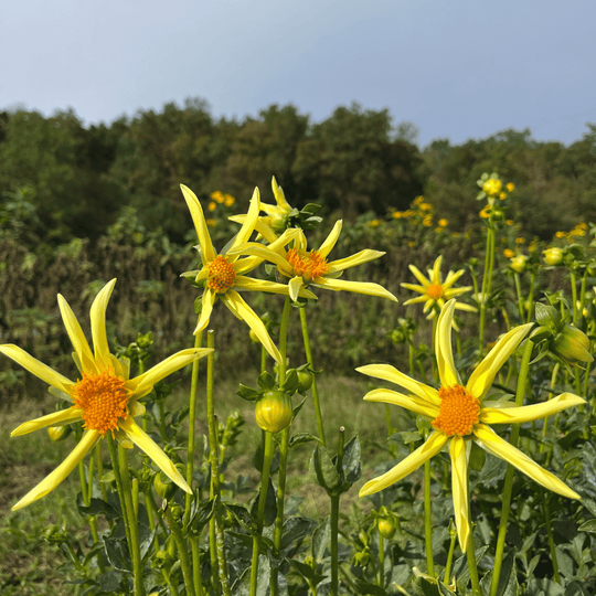 Honka Dahlia Tuber