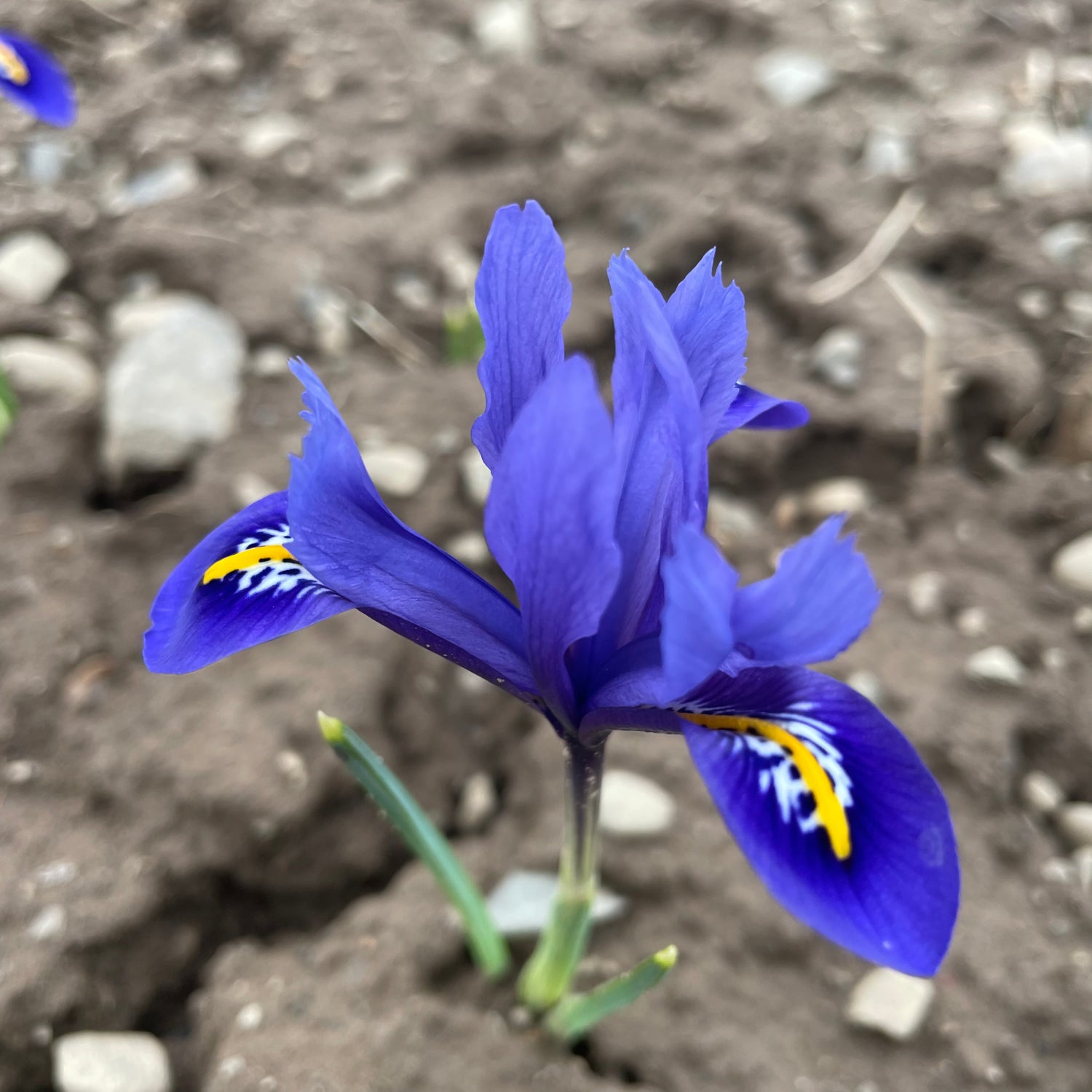 Rock Iris reticulata &