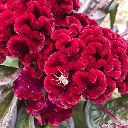 Dracula Celosia Seedlings