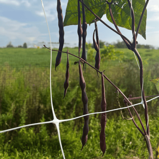 Al Wadi Purple Pole Bean